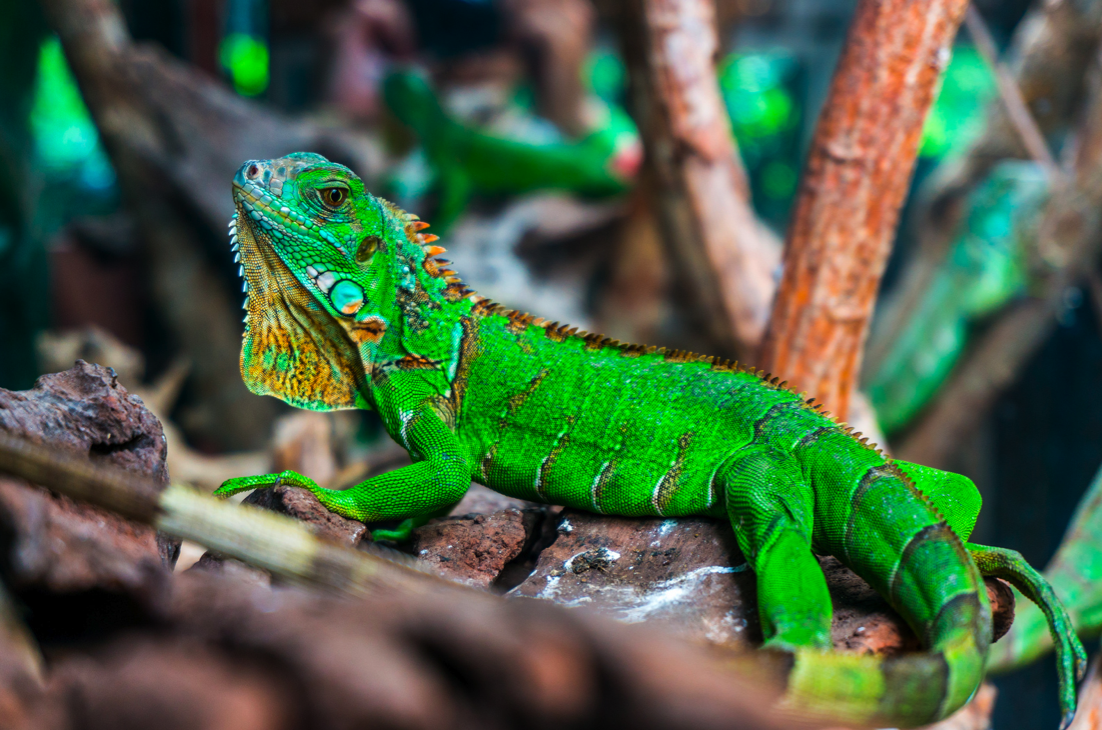 Costa Rica Adventure Travel Guide