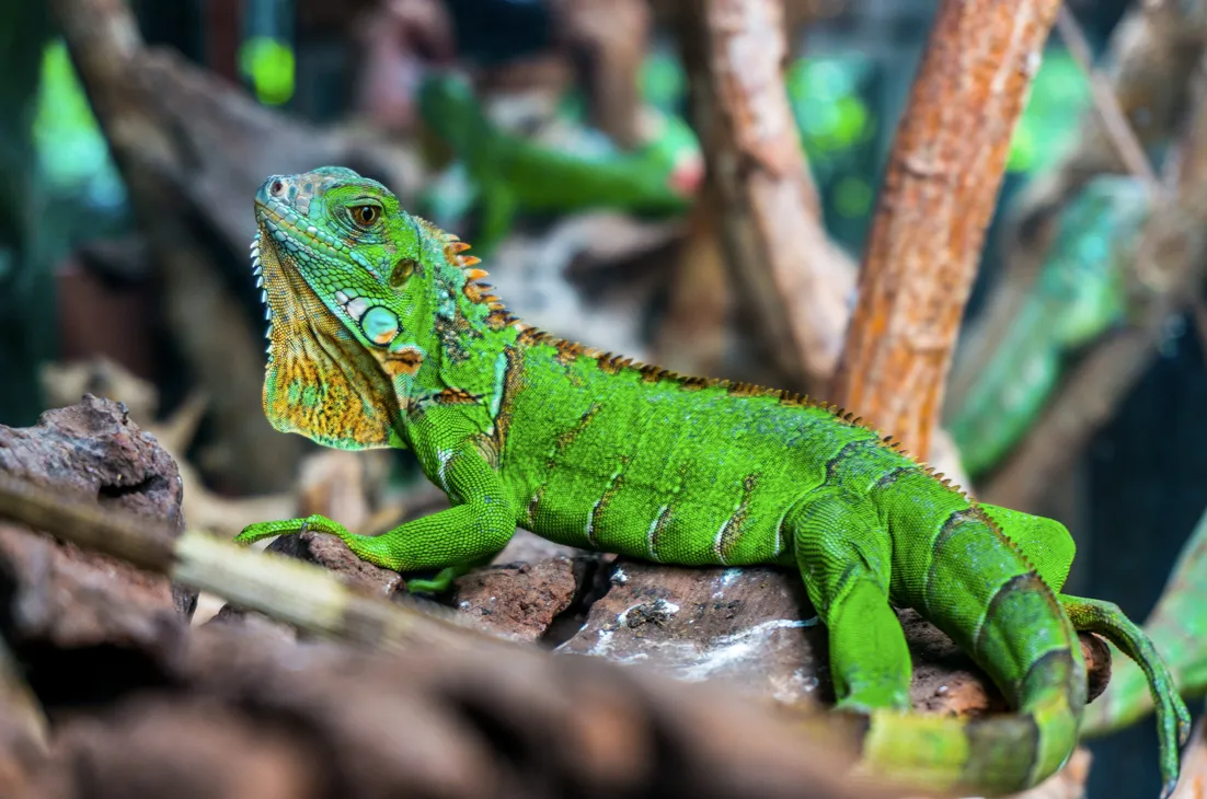 Costa Rica Adventure Travel Guide