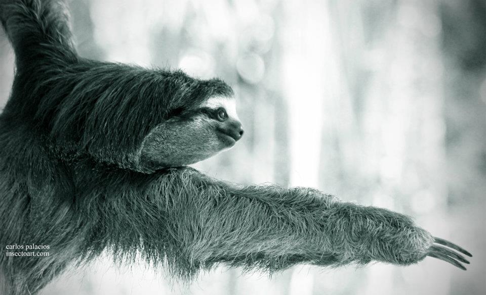 Costa Rica Wildlife Guide