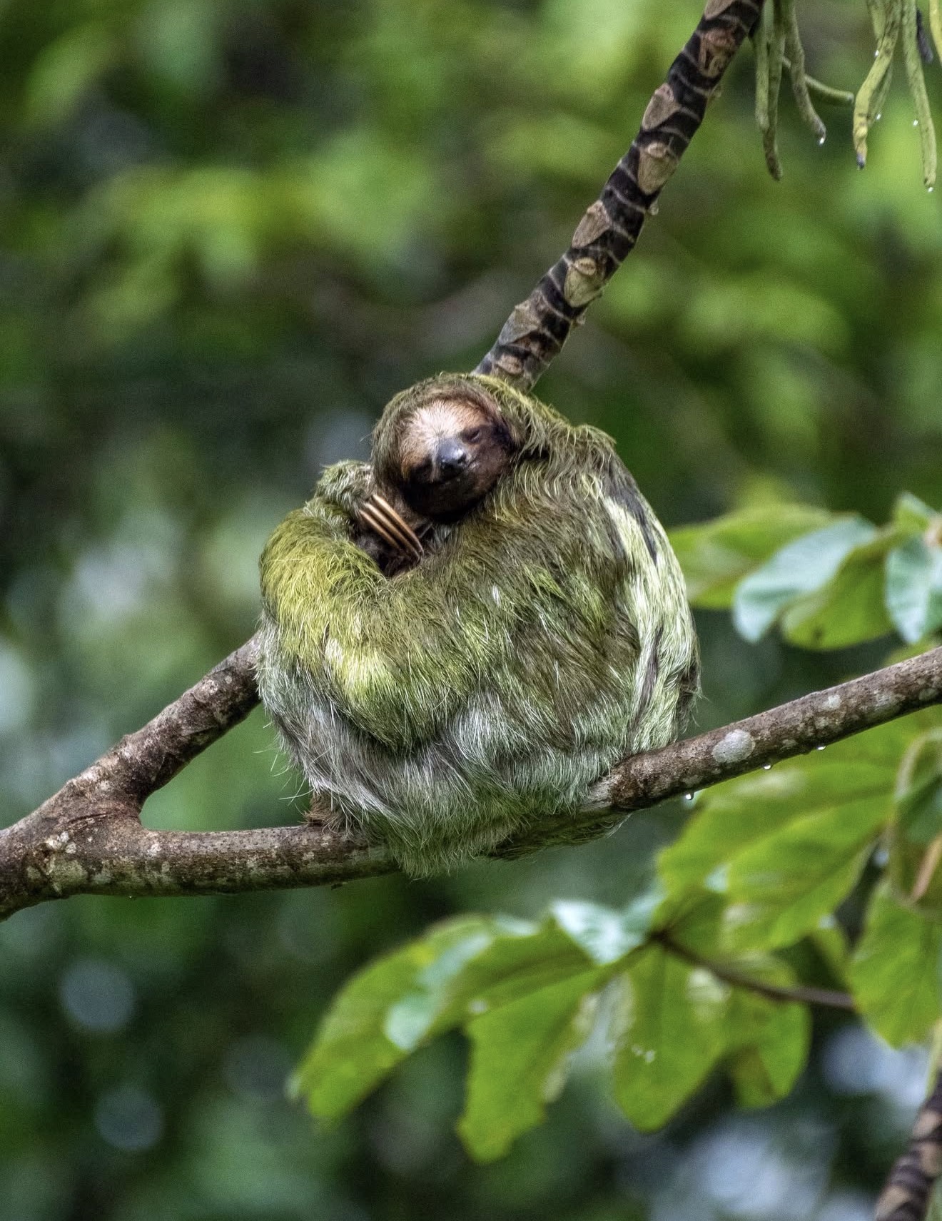 How to get to Monteverde