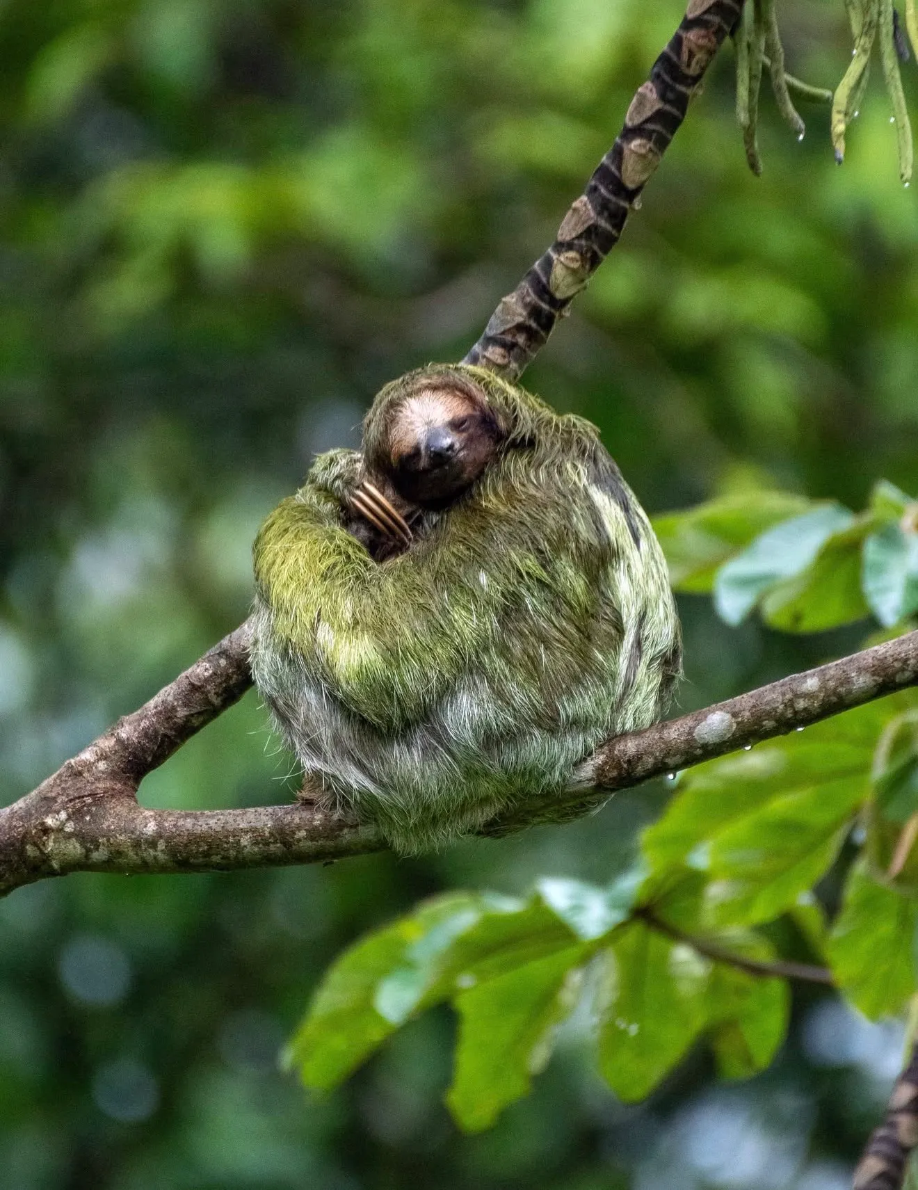 How to get to Monteverde