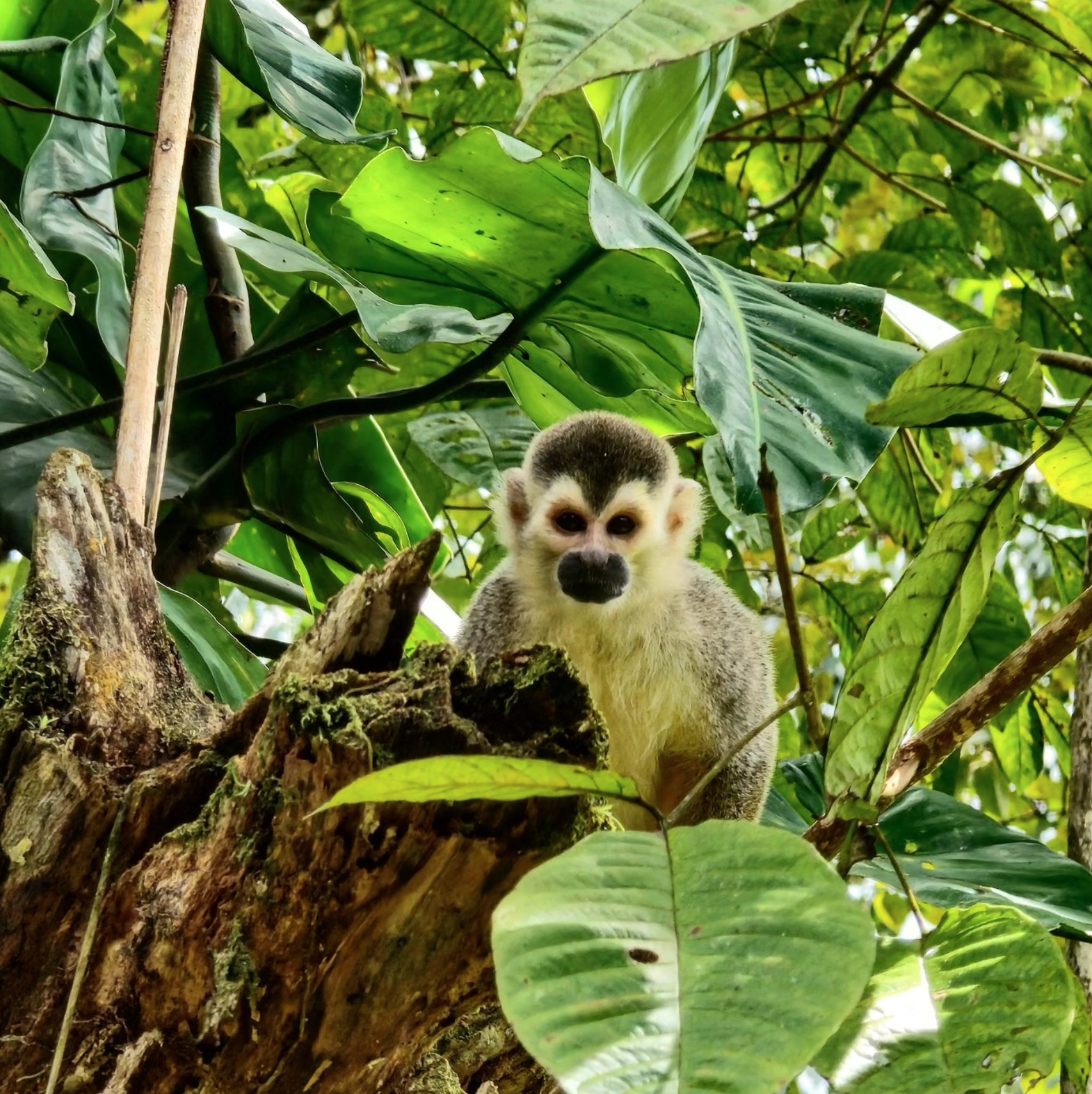 How to travel from Manuel Antonio to Puerto Viejo?