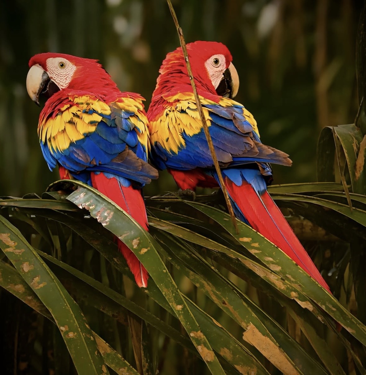 Lapa Rios Lodge - Image 1