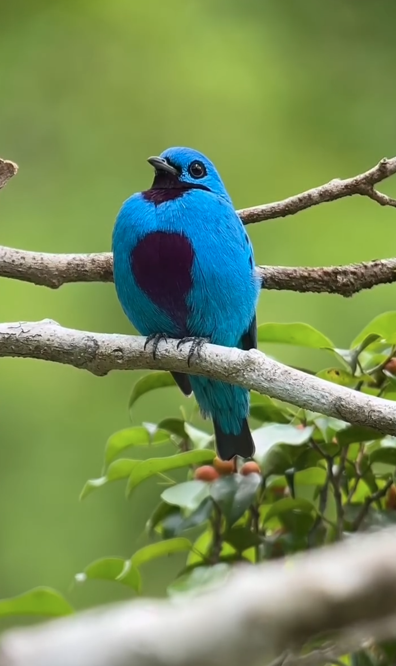 Manuel Antonio National Park - Image 1