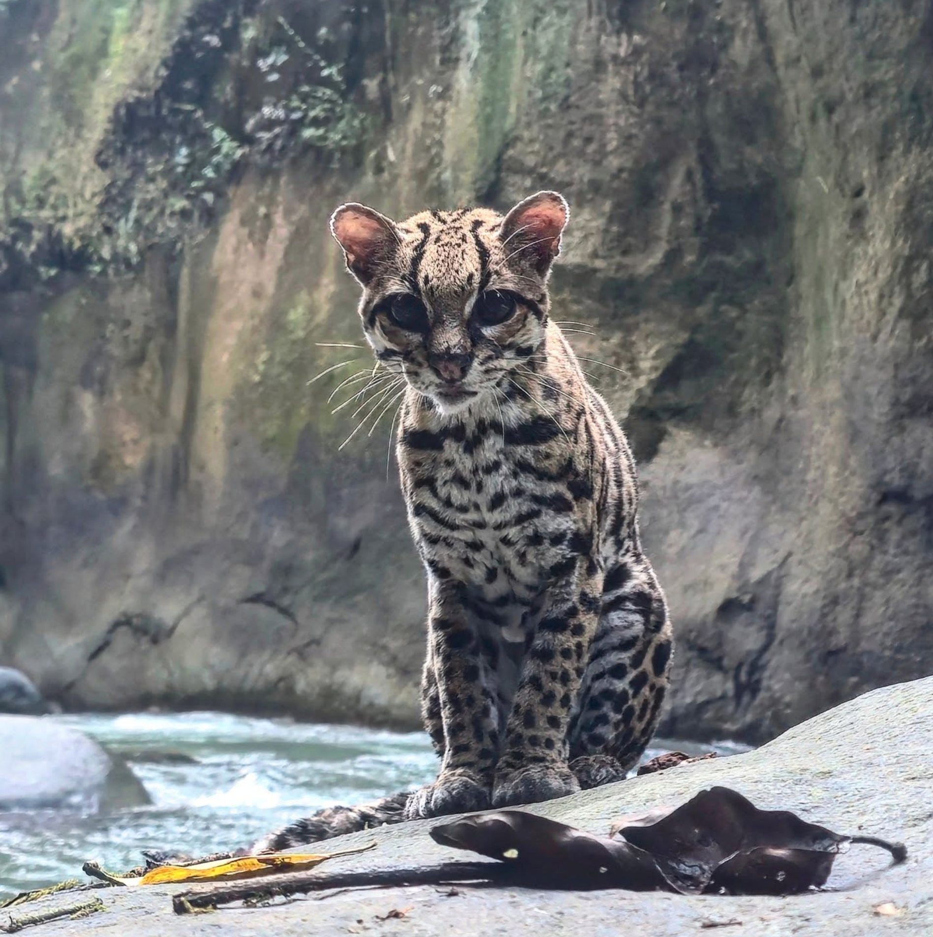 Manuel Antonio Travel Guide