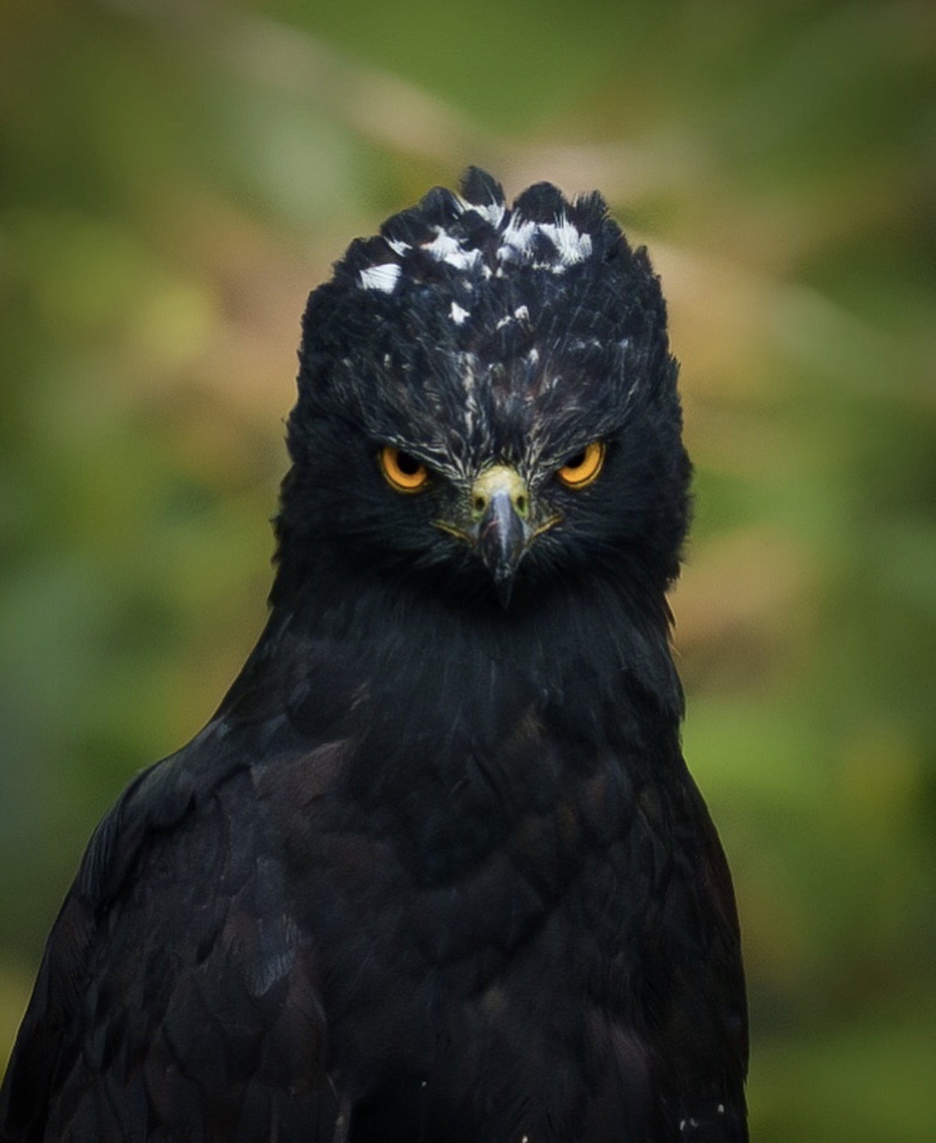 Monteverde Wildlife Guide