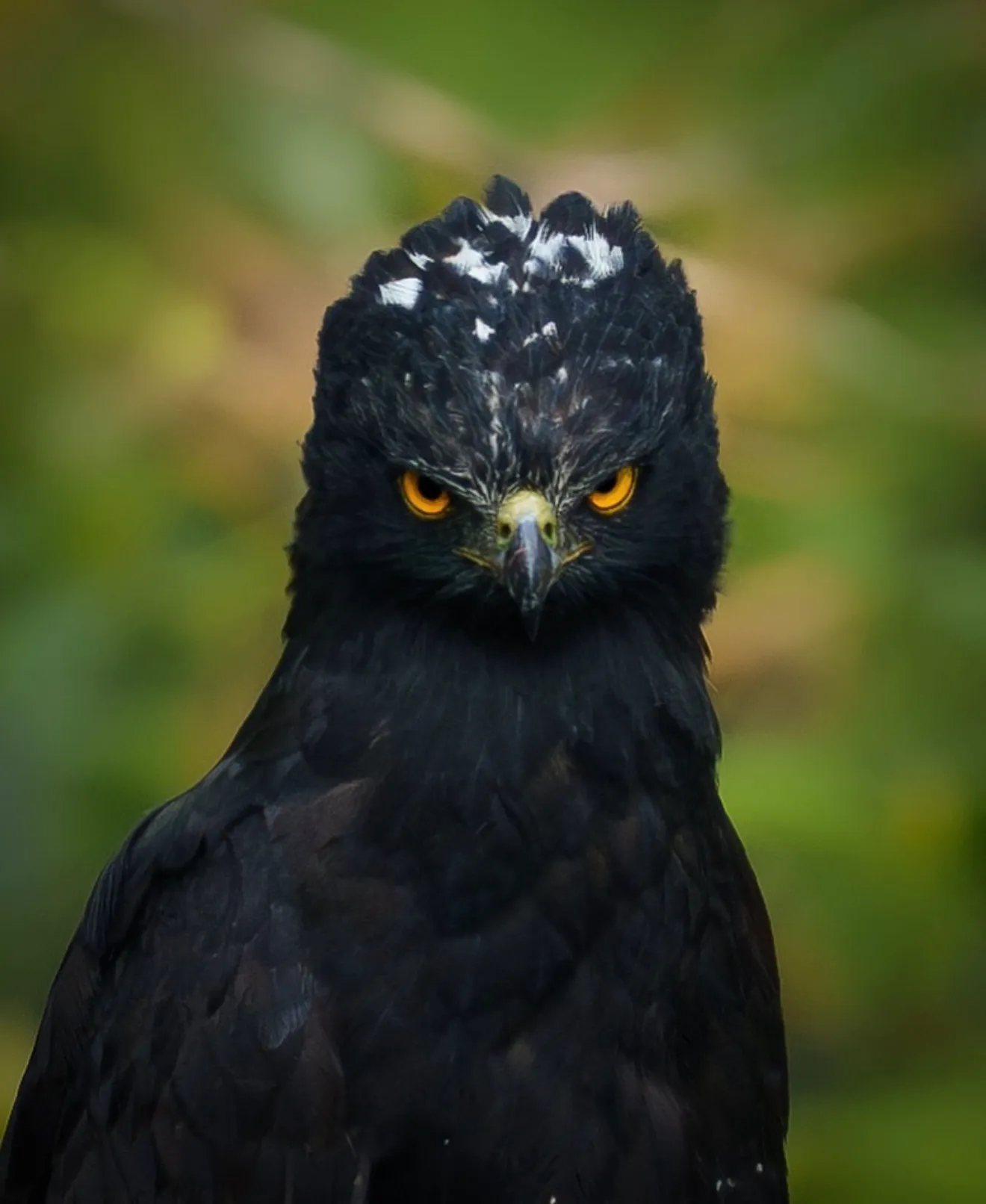 Monteverde Wildlife Guide