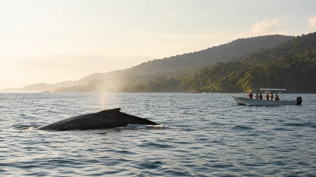 Whale Watching in Uvita: Seasons, Tours and Trip Planning
